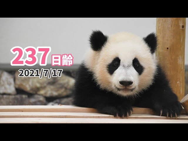くましゃん、落花生人(毛はえちゃった)、へびしゃんぽしぇっと ジャイアントパンダ（楓浜）】眠たくても愛情いっぱい♡（428日