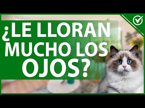 🐱 A mi Gato le Lloran Mucho los Ojos ¿Por qué Sucede Esto y Qué Puedo Hacer? 😭🐈 hqdefault