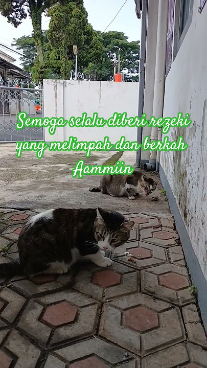 Sallahuala muhammad #sholwatmerdu #shalawatjibril #shalawat #shalawatnabi