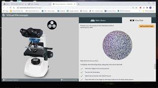 How to estimate cell size using field of view - BIOL 2420 Eastfield