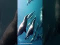 🦭アシカの大群と泳ぐ!/Swim with Sea Lions #shorts