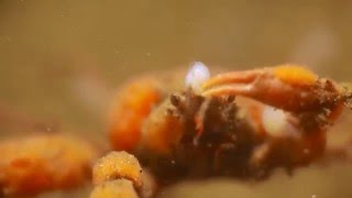 Decorator Crab Mulroy Bay Jan 2016