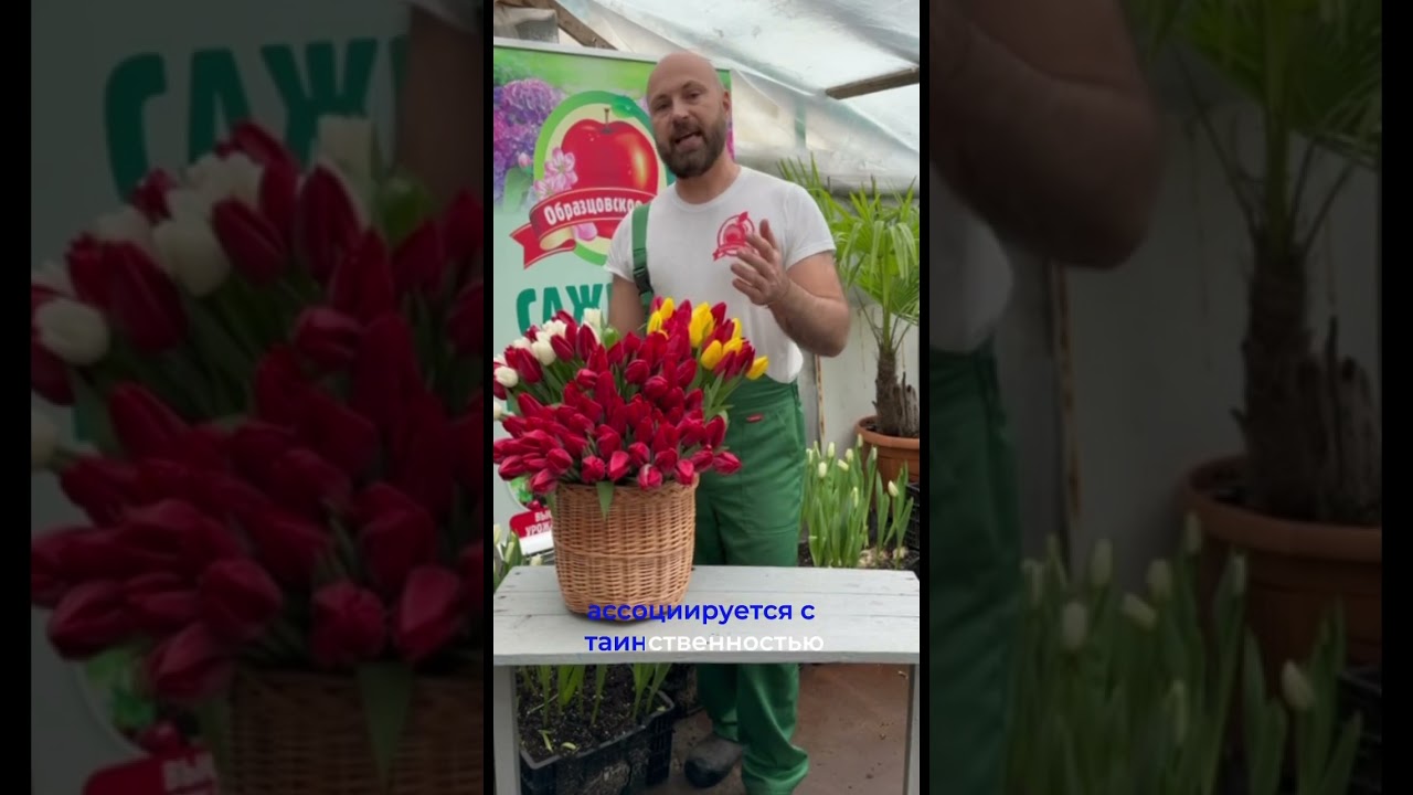 Тюльпан Стронг Пауэр или Стронг лав