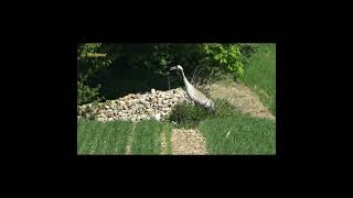 Augo sode... | Jono Aisčio eilės #gamta #lietuva #shorts