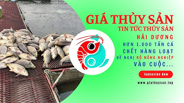 ▶ HẢI DƯƠNG: ĐỀ NGHỊ BỘ NÔNG NGHIỆP VÀO CUỘC VỤ 1.000 TẤN CÁ CHẾT BẤT THƯỜNG! 🎙 #PODCAST #TinThủySản