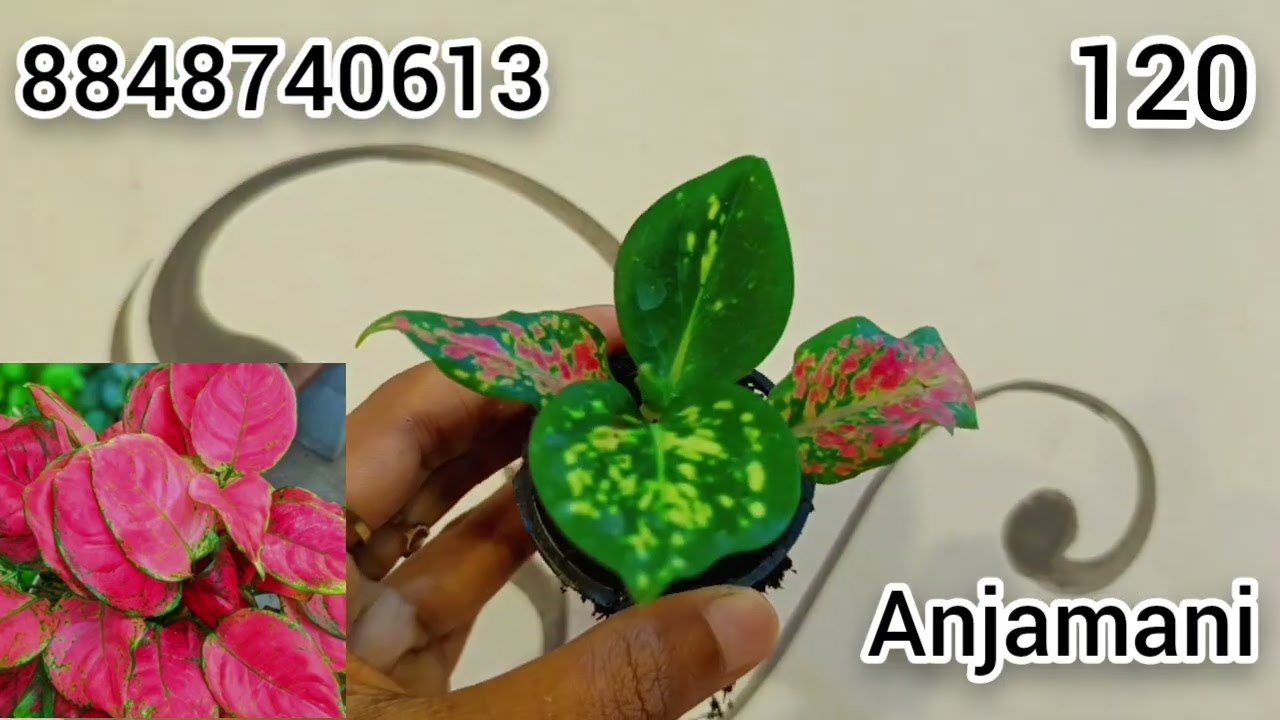  നിങ്ങൾ ആവിശ്യപ്പെട്ട പോലെ പുതിയ സ്റ്റോക്ക് വന്നു മക്കളെ 