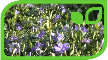 Groundcover Vinca minor in full bloom (dwarf periwinkle)