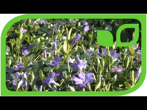 Groundcover Vinca minor in full bloom (dwarf periwinkle)