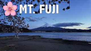 🌸Mount Fuji in April 🌸 Kawaguchiko Cherry Blossoms & Oshino Hakkai🌸 screenshot 2