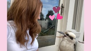 I Kissed a Kookaburra - He's Back! The Reunion😘 #video #youtube #love