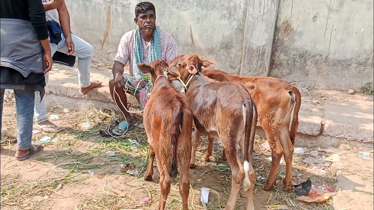 @সবচেয়ে  কম দামে বাছুর গরু মাএ ১৬/১৮ হাজার টাকায়! আমবাড়ি হাট দিনাজপুর!সস্তায় ছোট ছোট বাছুর গরু কিনুন