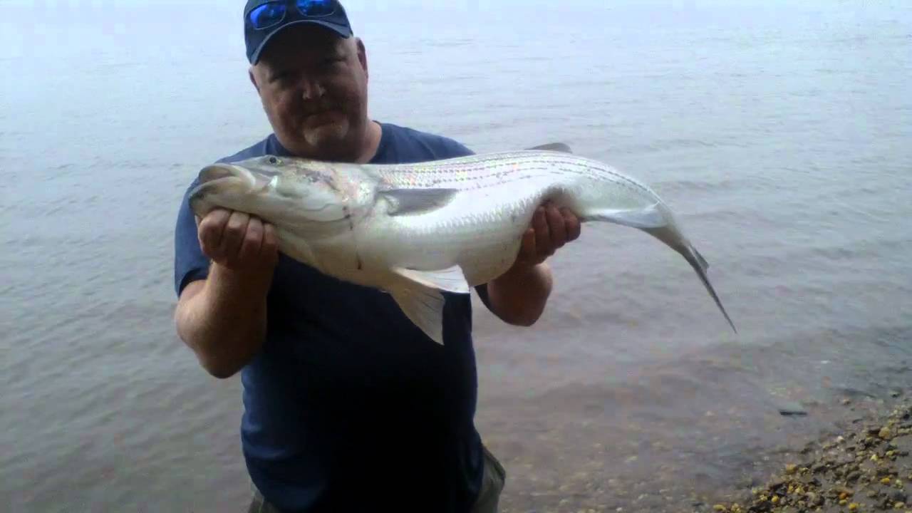 Delaware River Striper Delanco 5 YouTube