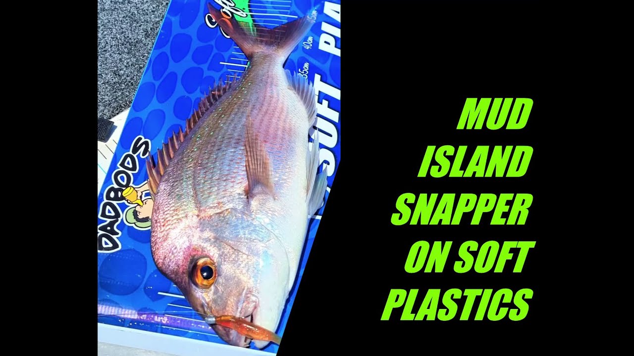 HOW I TARGET SNAPPER ON SOFT PLASTICS IN SHALLOW WATER (MUD ISLAND ...