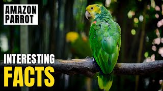 Amazing facts of Amazon Parrot | Interesting Facts | The Beast World
