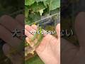 きゅうり大きくならない対策3選#家庭菜園 #家庭菜園初心者 #夏野菜栽培 #shorts