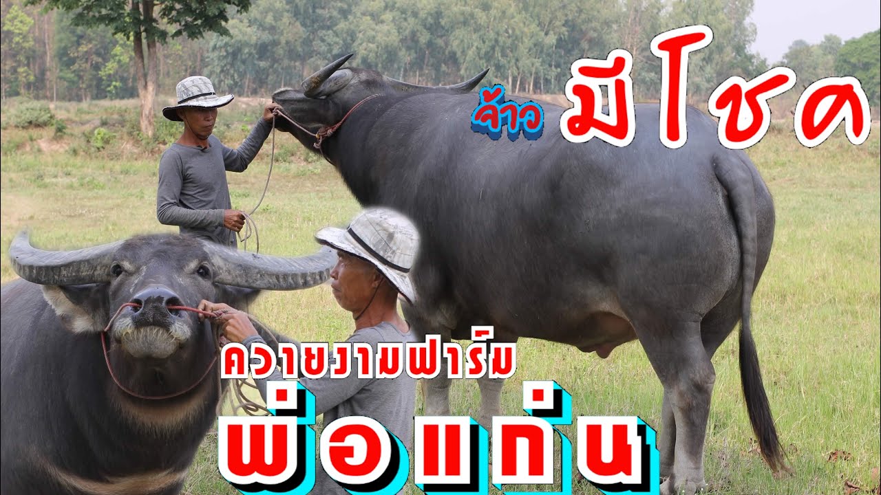 จ้าวมีโชค.สุดยอดพ่อพันธุ์ควายงาม สูงใหญ่หล่อ 📞088-618-3829พ่อแก่นควายงาม Ep.119
