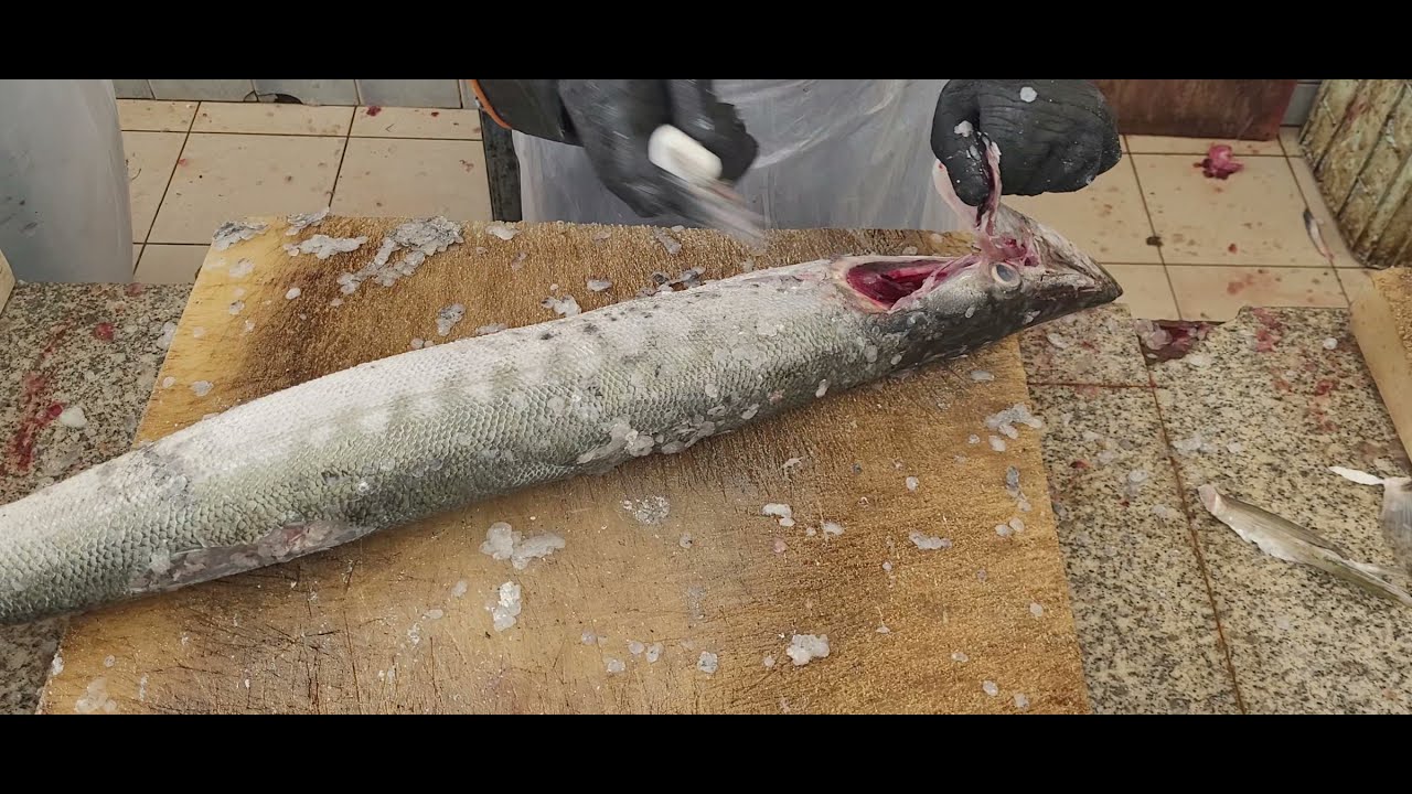 Barracuda Fish Cutting, Skinning & Processing/ Barracuda Fish Fresh Cutting & Filleting Skills