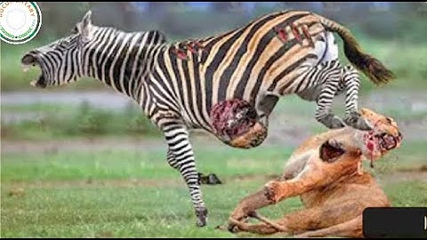 Sư Tử Bị Ngựa Vằn Đá Vỡ Mõm Khi Đi Săn Mồi | Động Vật Hoang Dã - Documentary