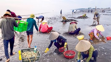 Bãi Nghêu Lớn Nhất Tiền Giang | Cá Ngát Vàng Lần Đầu Minh Thấy