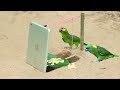 Best Parrot Trap | Build Underground Parrot Trap Using iPad and Pencil