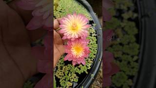 Hassabadin 💖💕 #waterlily #garden #forsale #viral