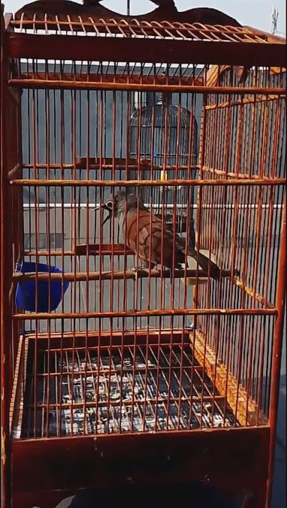 MASTERAN BURUNG MURAI BATU,POKSAY MANTEL SUARA JENGERR#shorts
