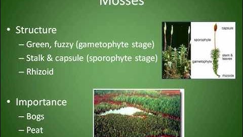 Mosses Liverworts and Hornworts Chapter 4 Section 3