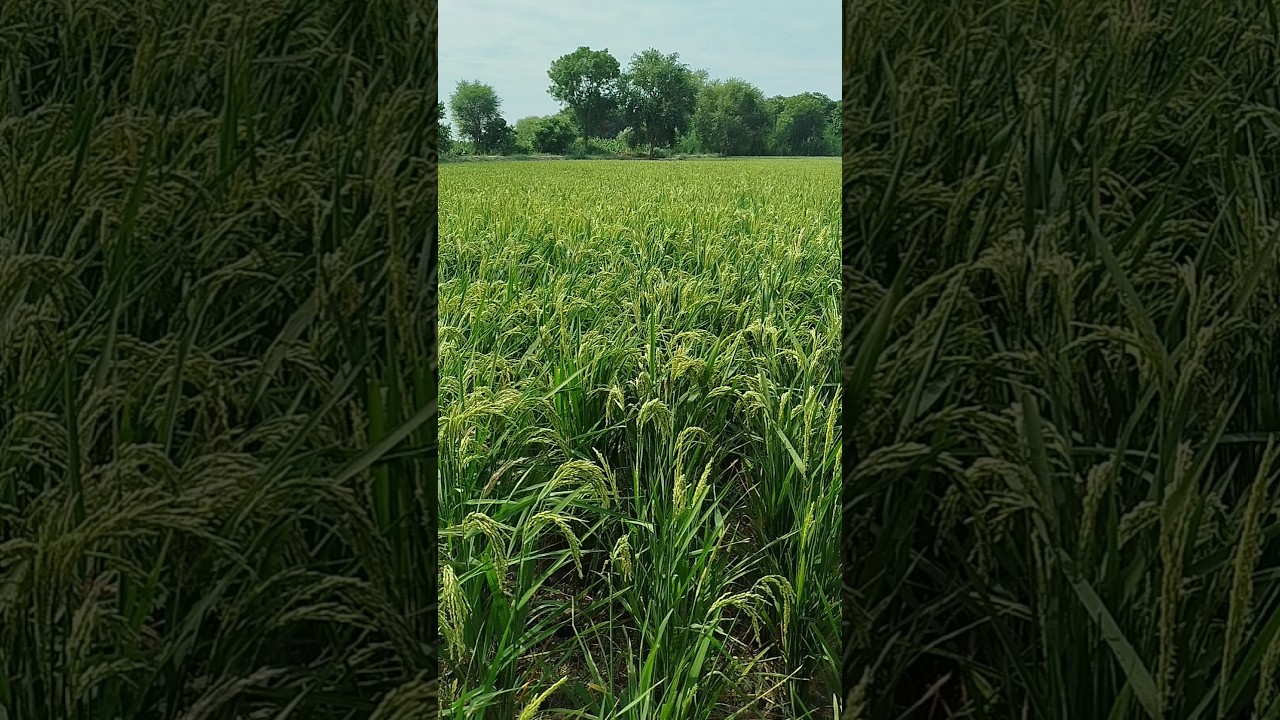 Enjoy the Serenity of Rice Crops and Chirping Birds #shorts #RiceFarming #agriculturelife #winter