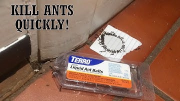 How to Get Rid of Ants -- Terro Liquid Ant Bait Overview