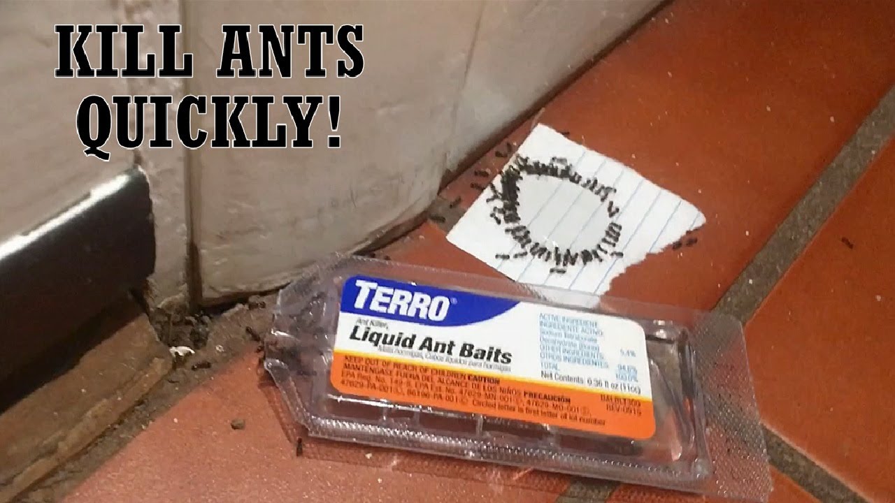 How to Get Rid of Ants -- Terro Liquid Ant Bait Overview 