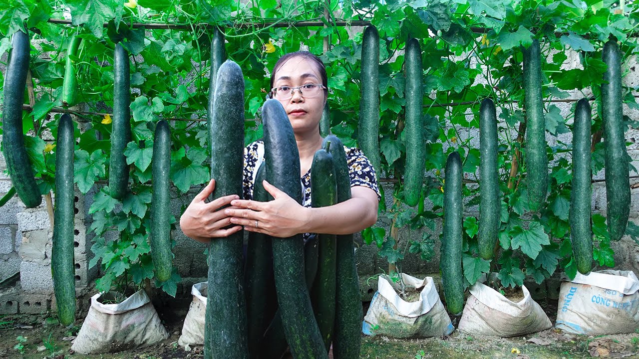 Long Bottle Gourd In Hindi