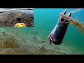 FIRST IN THE WORLD! An underwater drone feeds animals - fish & crabs with a CONGER EEL head.