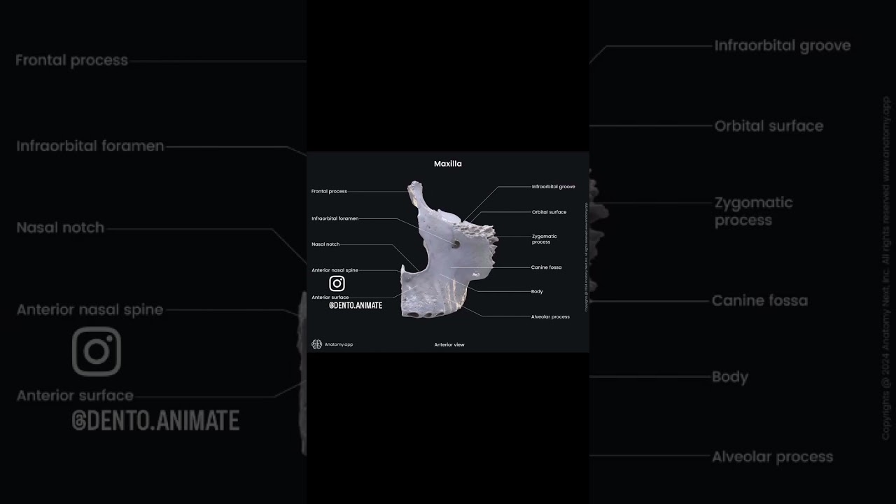 Quick revision to the second largest bone Maxilla 