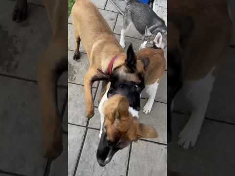 American akita vs