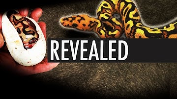 INSANE CLOWNS! DETAILS OF THIS AWESOME CLUTCH...