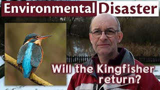 Photography at the kingfisher hide impacted by an environmental disaster