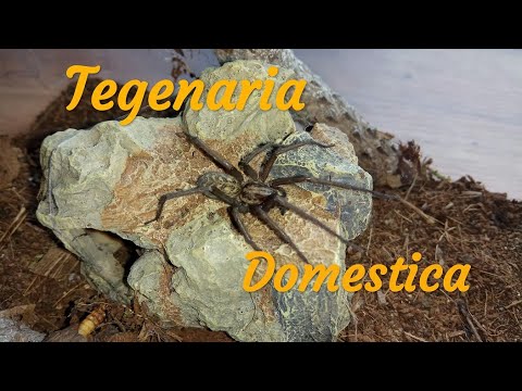 О пауке Tegeneria domestica(Тегенария стенная)