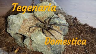 О пауке Tegeneria domestica(Тегенария стенная)