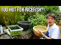 All Our Rice Fish Mini Ponds Update
