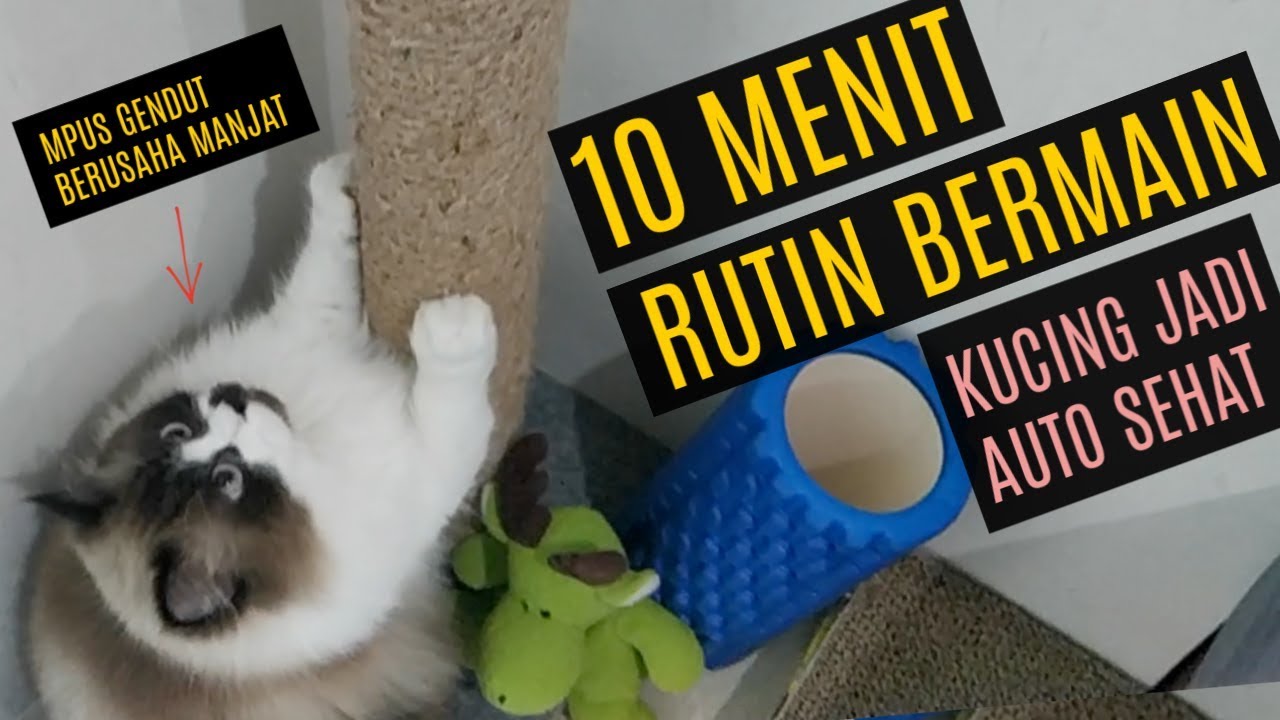 Rutin Bermain Bikin Kucing Lebih Sehat