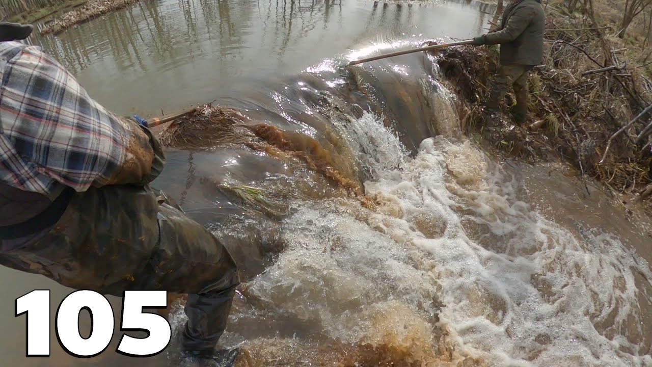 Manual Beaver Dam Removal No.105