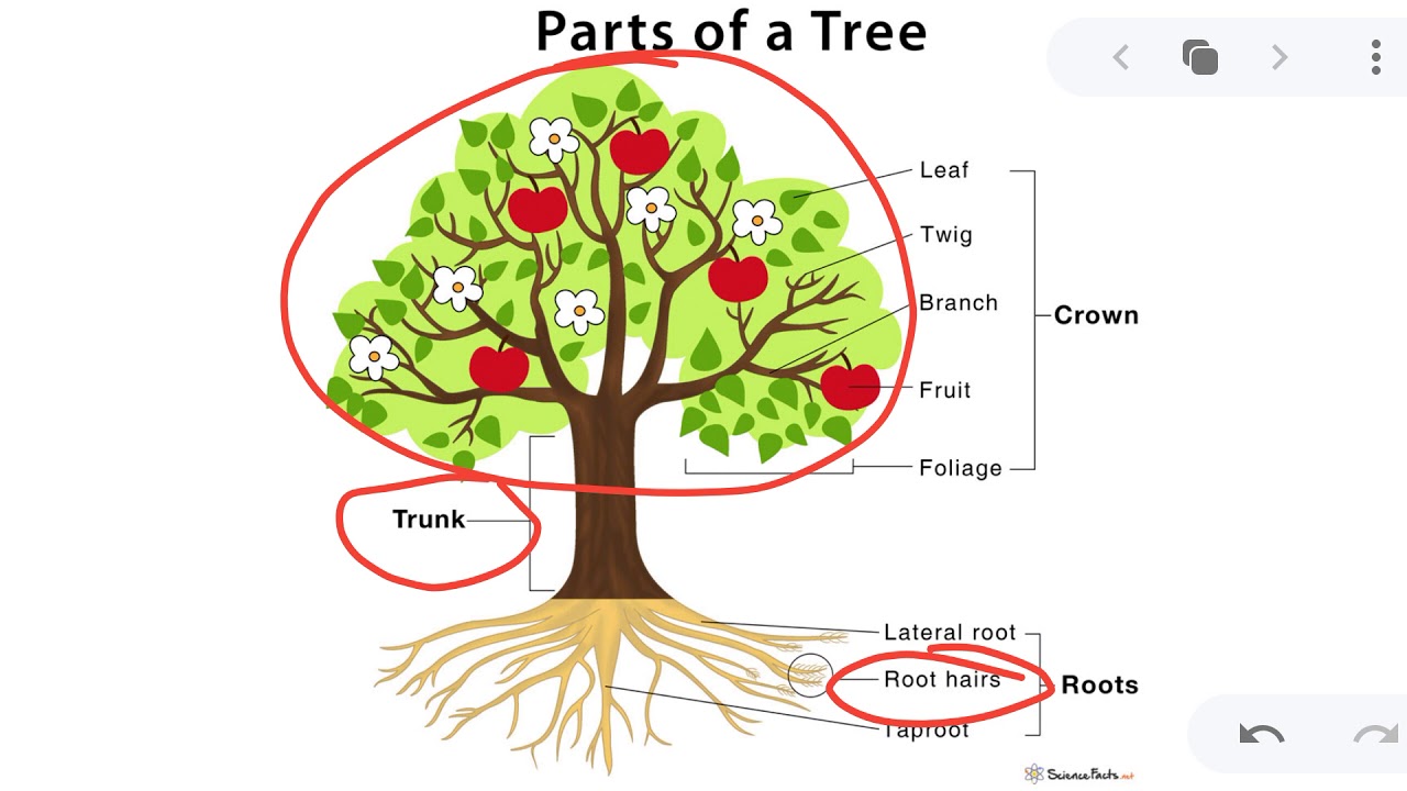 Parts Of Tree - YouTube