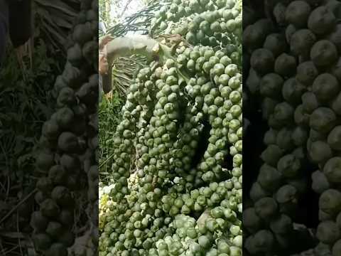 Arenga pinnata: Смертельный фрукт 🍨☠️ #фрукты #индонезия #десерты #филиппины #shorts