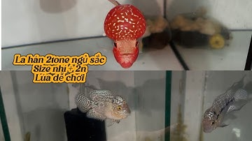 LA HÁN 2tone NGŨ SẮC đủ size, ngày (18/11)