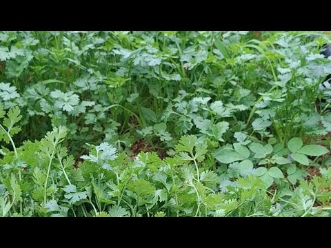 How to Grow Cilantro Fast and Easy for Beginners