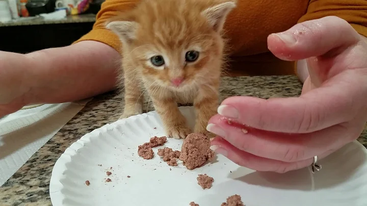 Teaching a 4 week to 5 week old kitten to eat solid food - found a kitten - stabilizing them