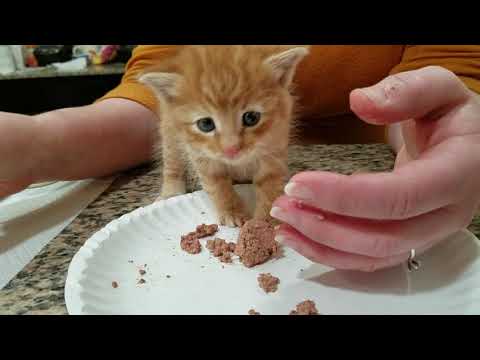 Video: How To Teach A Kitten To Eat