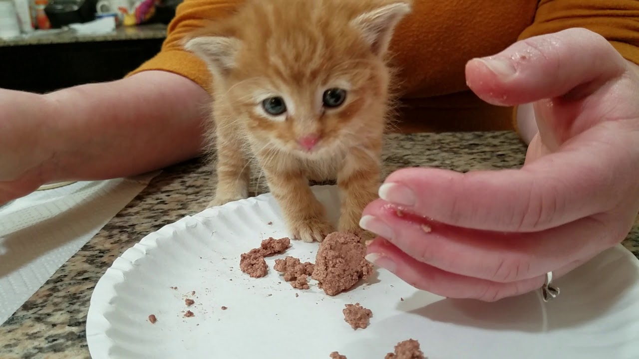 when to introduce food to kittens