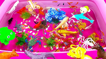 Con Rùa,Cá Chép ,Cá Chép Vàng,Cá Heo,Cá Mập,Cá Heo Trắng,Cá Heo Xanh,Cua Hoàng Đế,Ghẹ Xanh,Animas