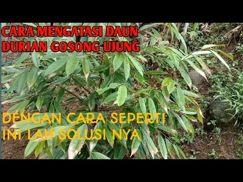 Cara Mengatasi Daun Durian Gosong Ujung Akibat Kurang Zat magnesium dan